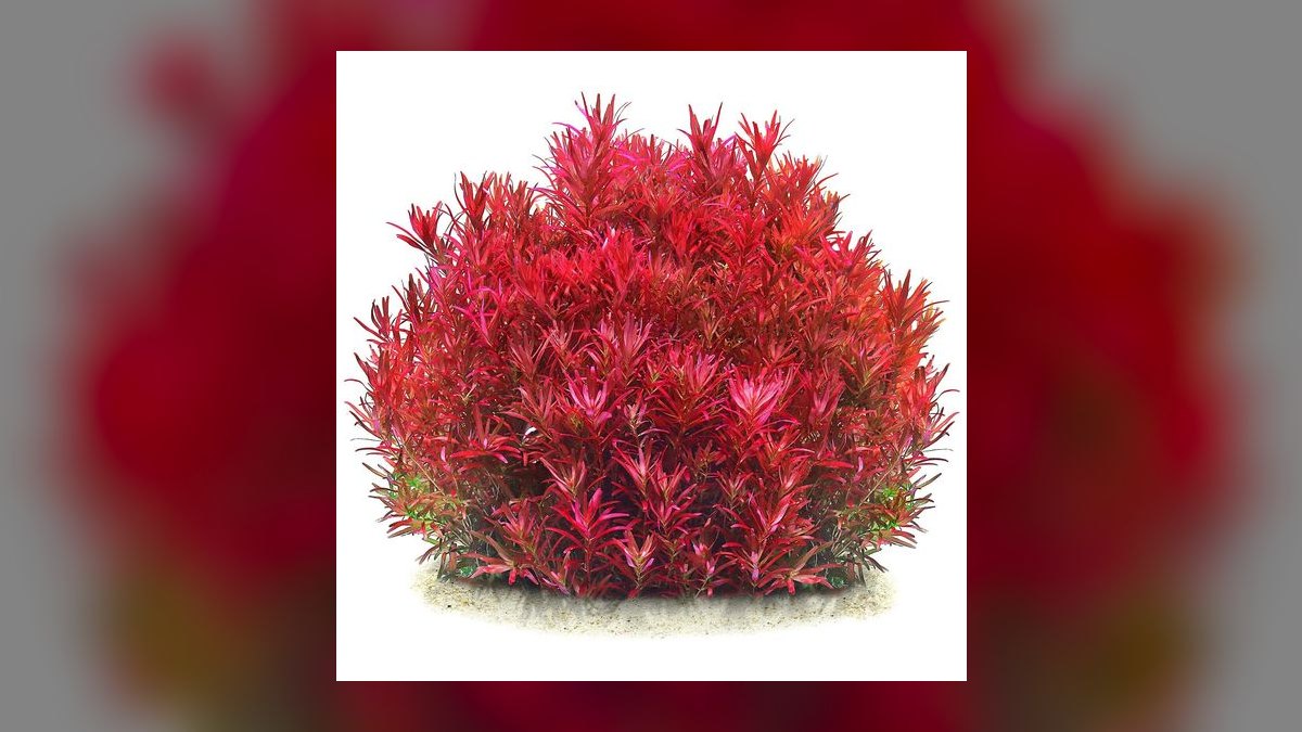 Top 10 Rotala Rotundifolia Types 2027 — figure 10