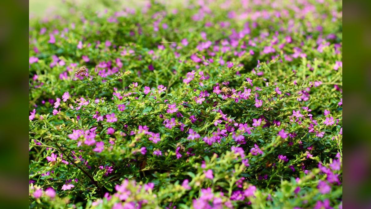 Top 10 Rotala Rotundifolia Types 2027 — figure 2