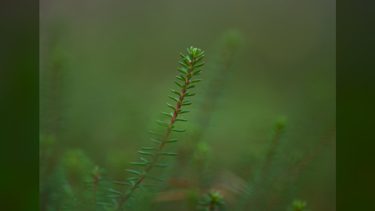Top 10 Rotala Rotundifolia Types 2027 — figure 5
