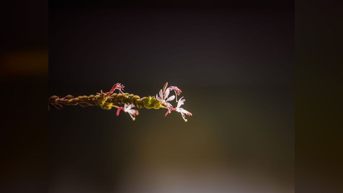Top 10 Rotala Rotundifolia Types 2027 — figure 6
