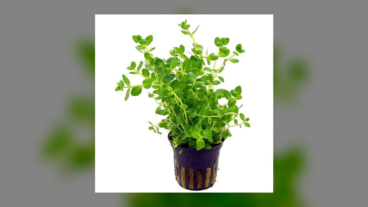 Top 10 Rotala Rotundifolia Types 2027 — figure 7