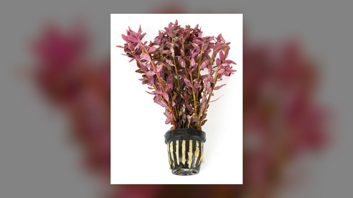 Top 10 Rotala Rotundifolia Types 2027 — figure 8