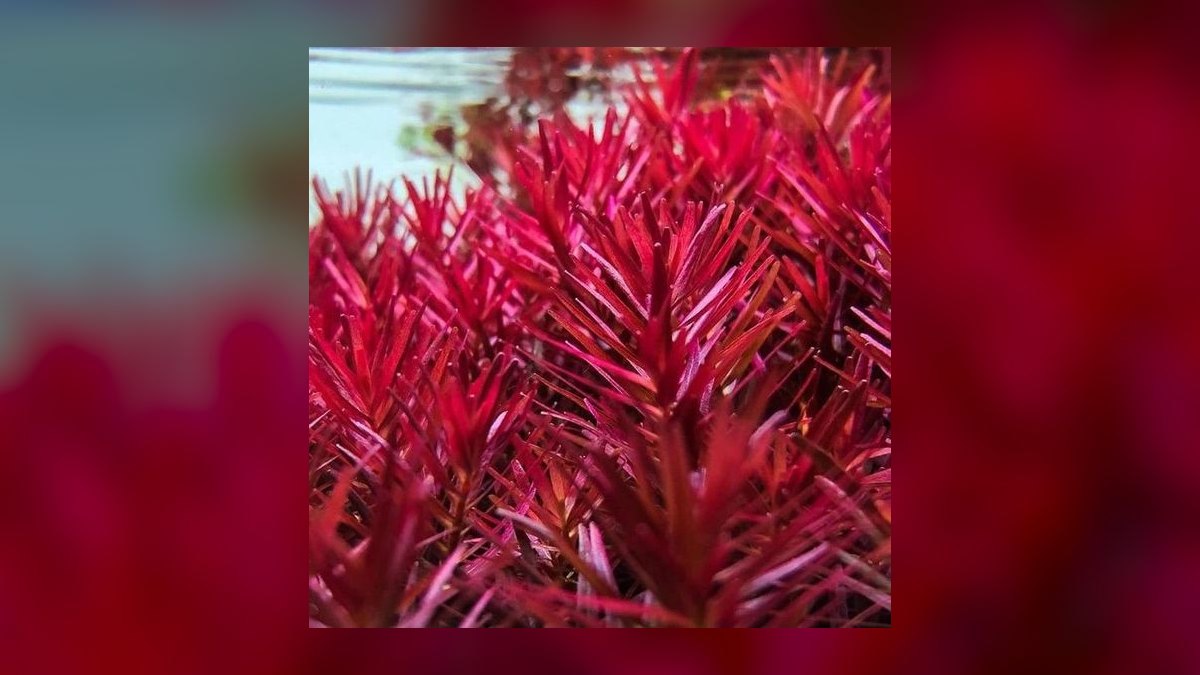 Top 10 Rotala Rotundifolia Types 2027 — figure 9