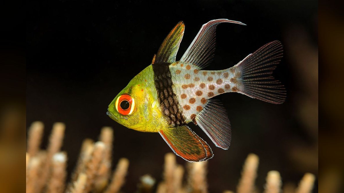 Top 10 Cardinal Tetra Species 2027 — figure 1