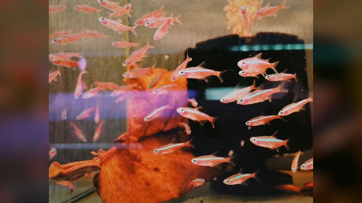 Top 10 Cardinal Tetra Species 2027 — figure 4
