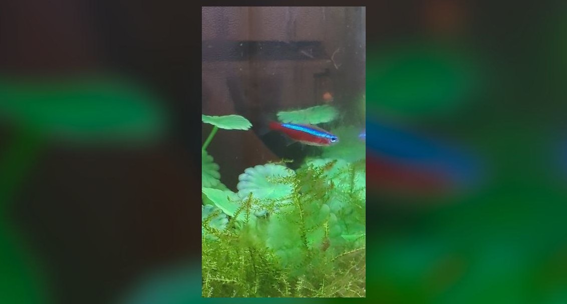 Top 10 Cardinal Tetra Species 2027