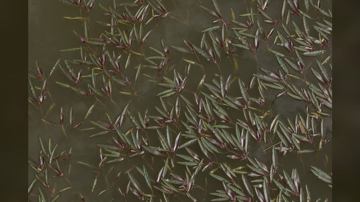 Top 10 Glowlight Tetra Varieties 2027 — figure 4