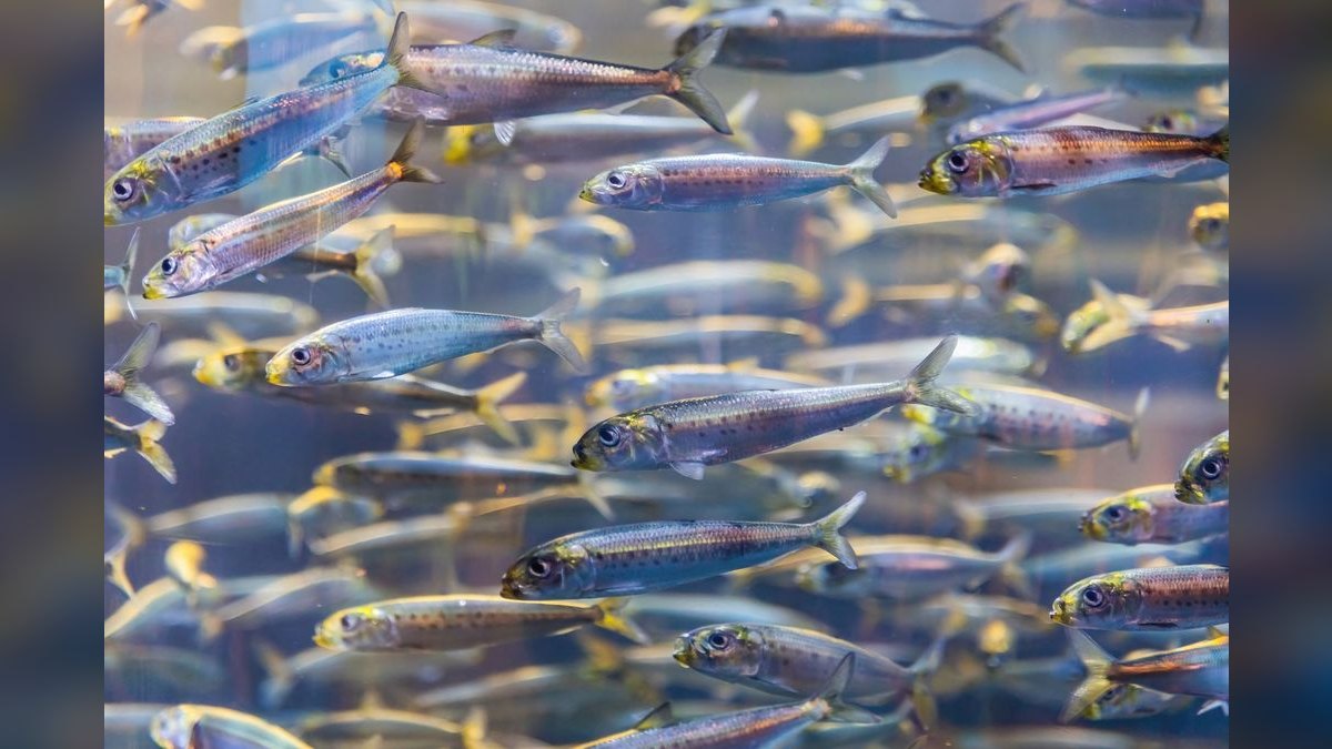 Top 10 Glowlight Tetra Varieties 2027 — figure 5