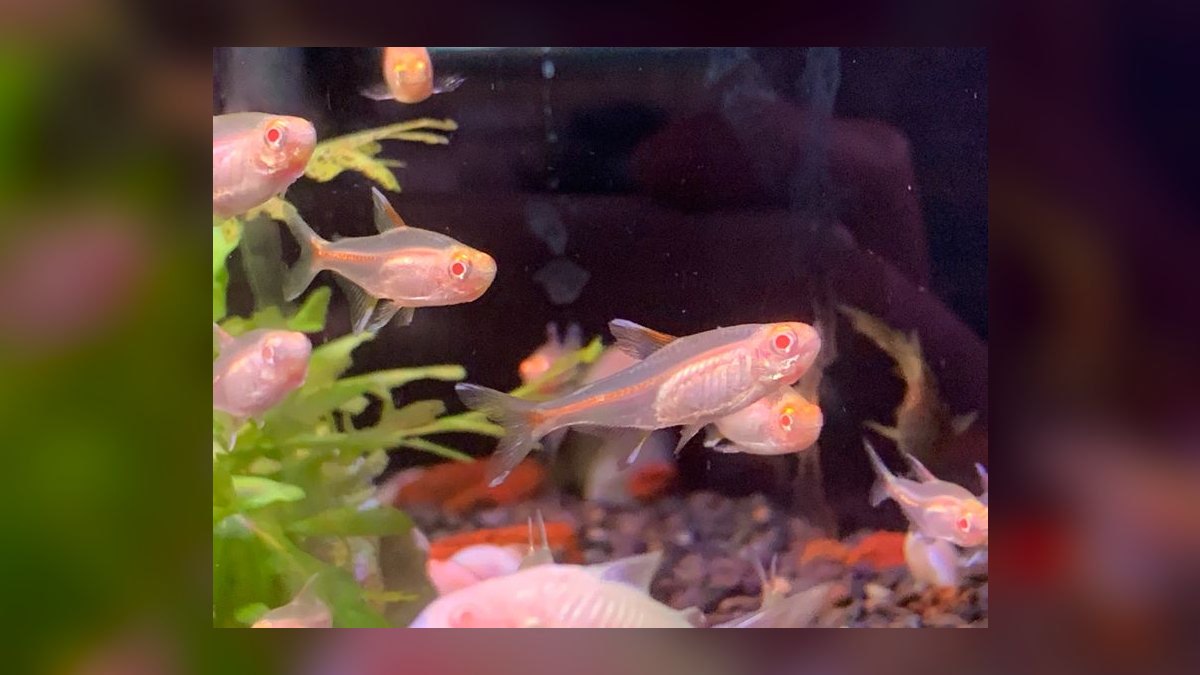 Top 10 Glowlight Tetra Varieties 2027 — figure 7