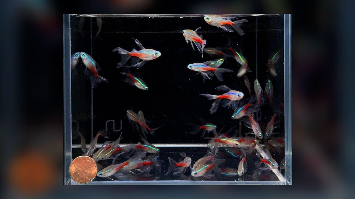 Top 10 Glowlight Tetra Varieties 2027 — figure 8