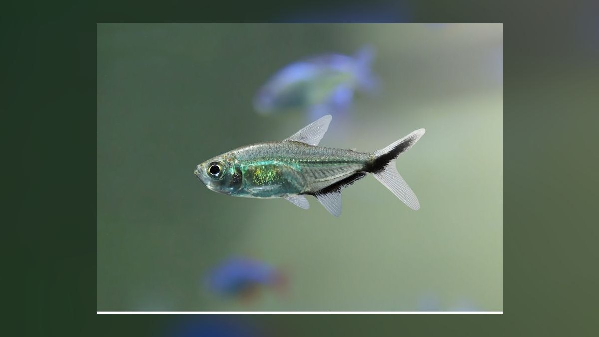 Top 10 Glowlight Tetra Varieties 2027 — figure 9