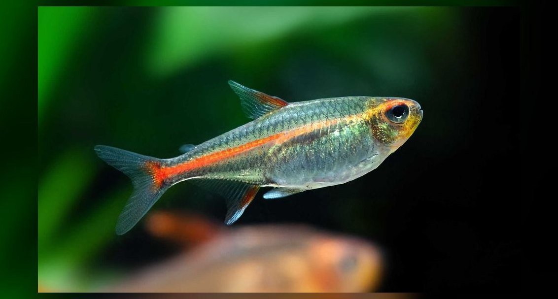 Top 10 Glowlight Tetra Varieties 2027