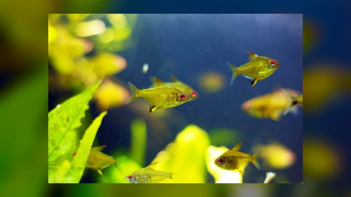 Top 10 Lemon Tetra Community Fish 2027 — figure 1