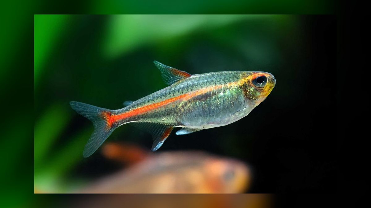 Top 10 Lemon Tetra Community Fish 2027 — figure 8