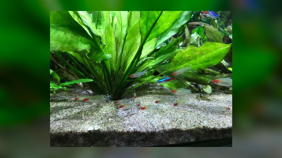 Top 10 Lemon Tetra Community Fish 2027