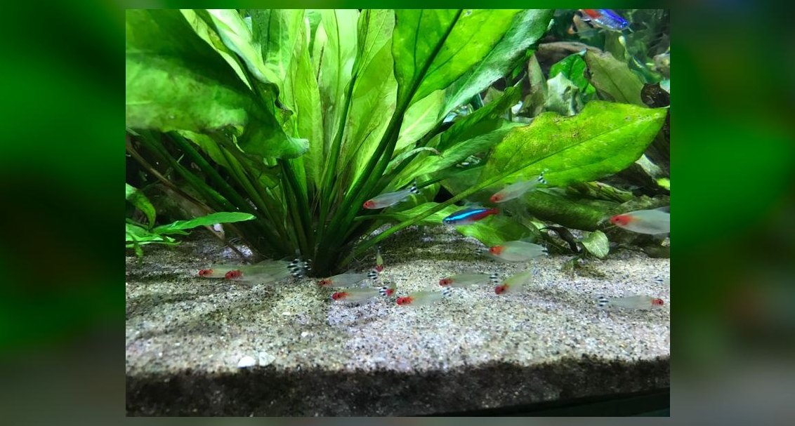 Top 10 Lemon Tetra Community Fish 2027