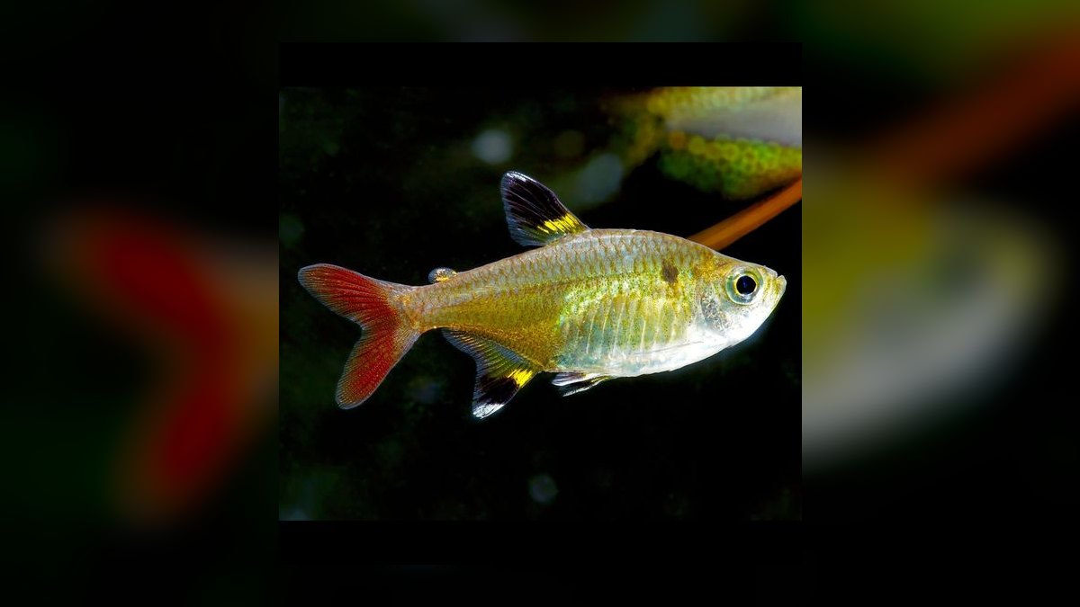 Top 10 Black Neon Tetra Picks 2027 — figure 8