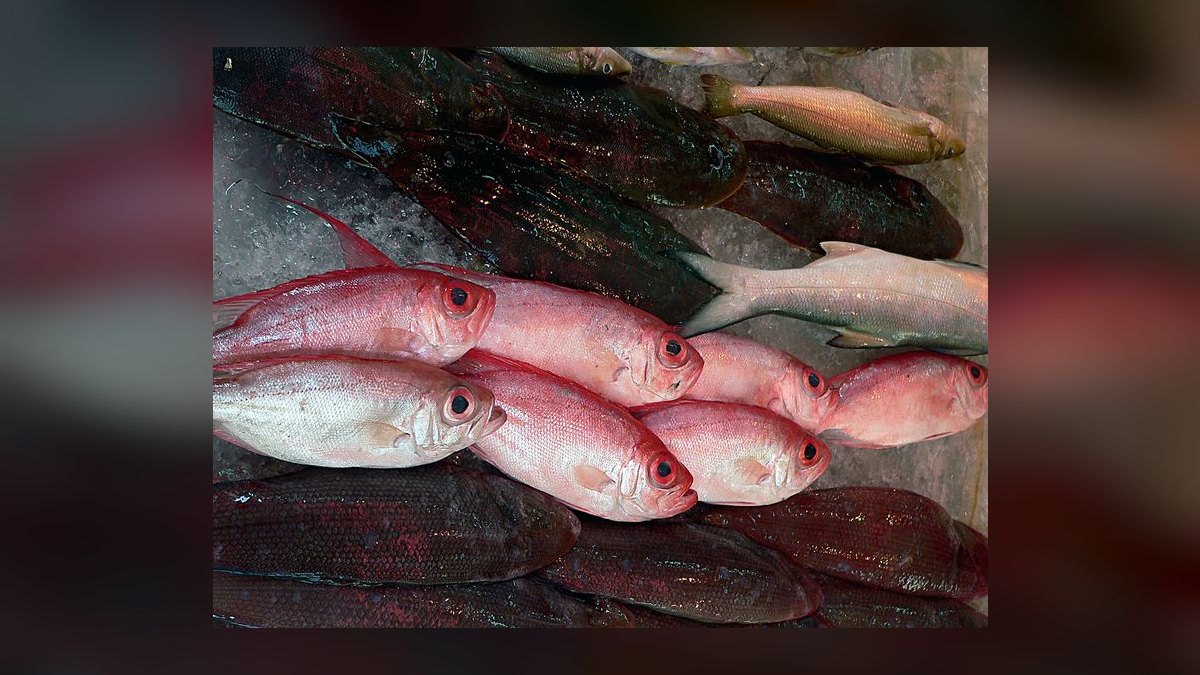 Top 10 Penguin Tetra Shoaling Fish 2027 — figure 7