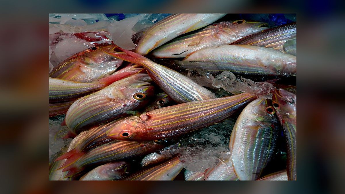 Top 10 Penguin Tetra Shoaling Fish 2027 — figure 8