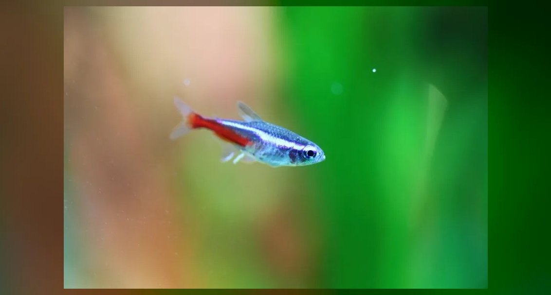 Top 10 Penguin Tetra Shoaling Fish 2027