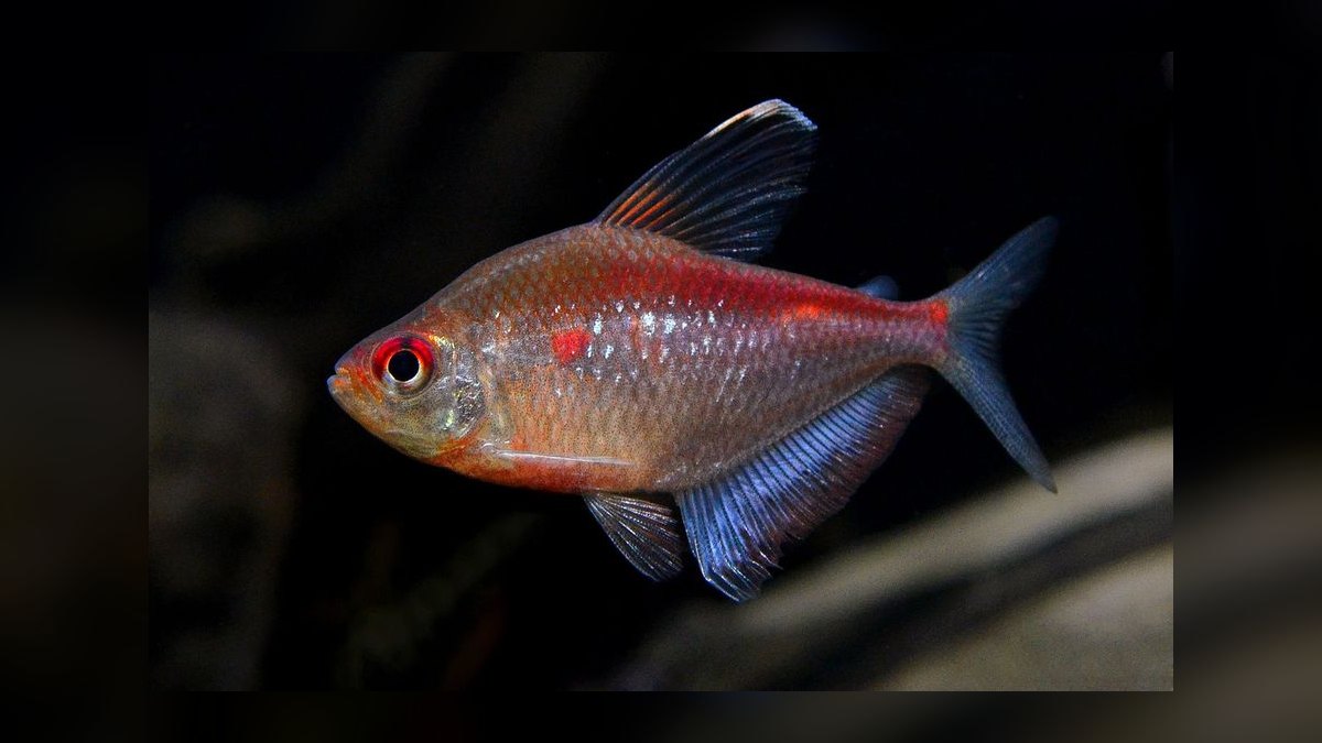Top 10 Bleeding Heart Tetra Types 2027 — figure 1