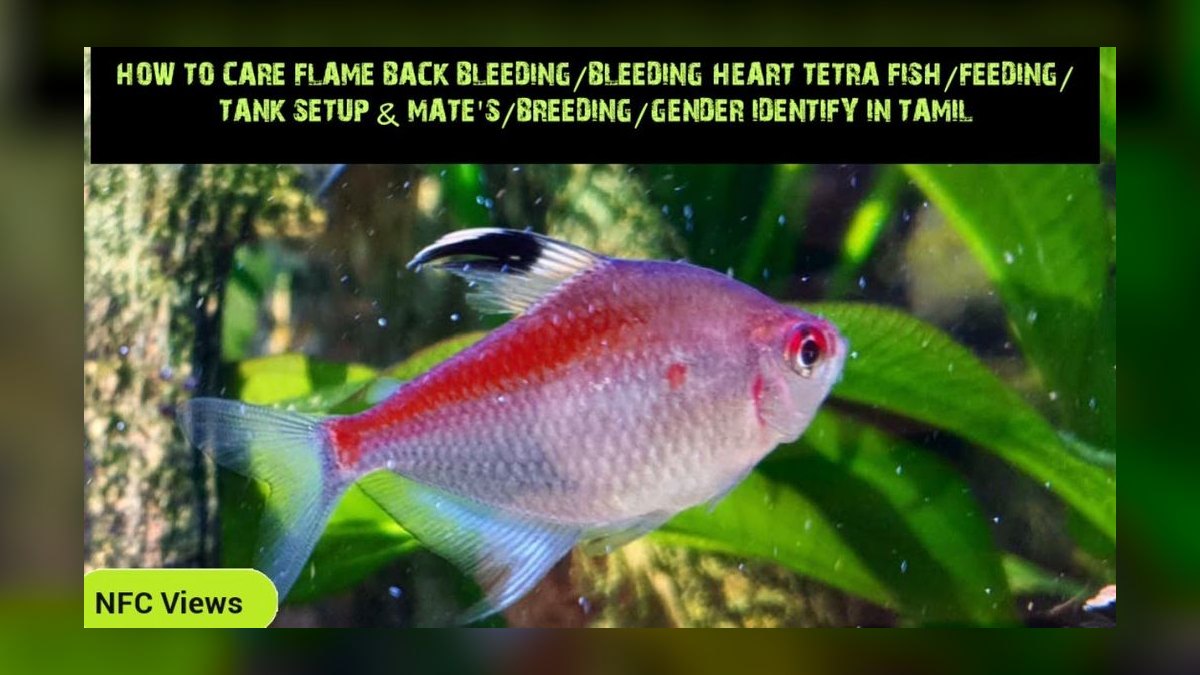 Top 10 Bleeding Heart Tetra Types 2027 — figure 10