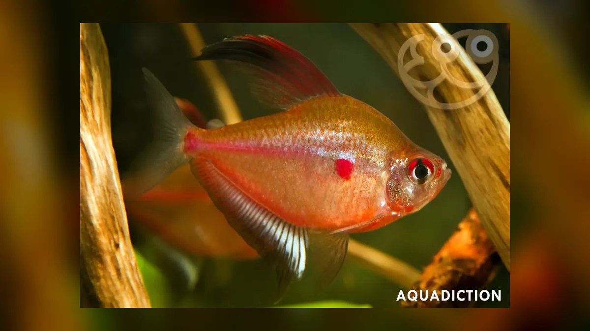 Top 10 Bleeding Heart Tetra Types 2027 — figure 2