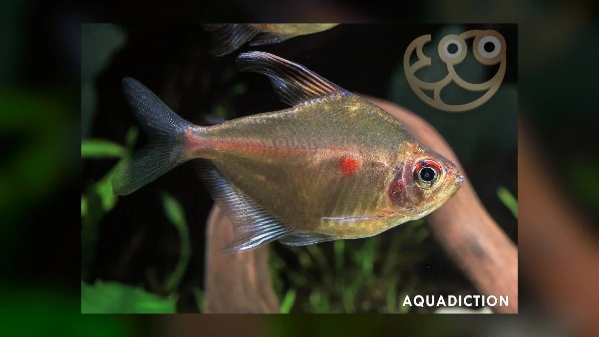 Top 10 Bleeding Heart Tetra Types 2027 — figure 4