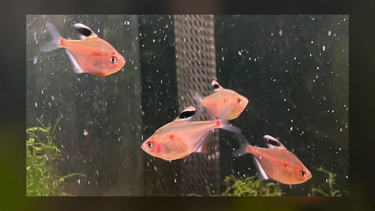 Top 10 Bleeding Heart Tetra Types 2027 — figure 5