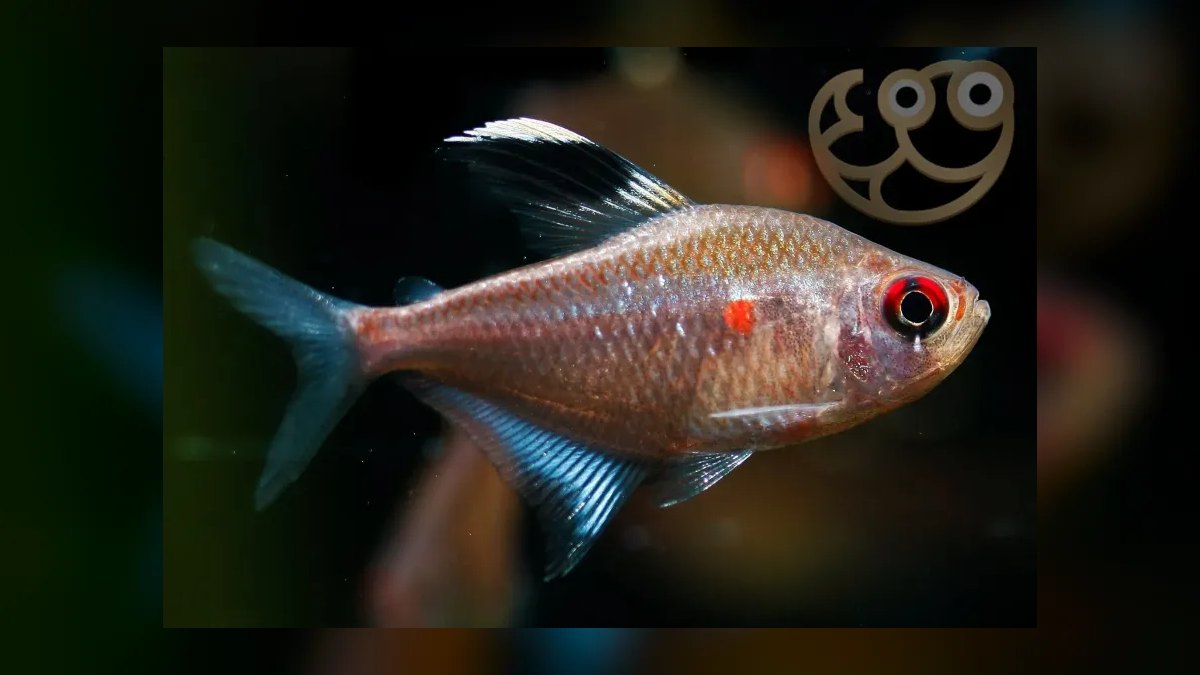 Top 10 Bleeding Heart Tetra Types 2027 — figure 6
