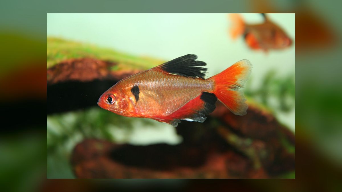 Top 10 Bleeding Heart Tetra Types 2027 — figure 7