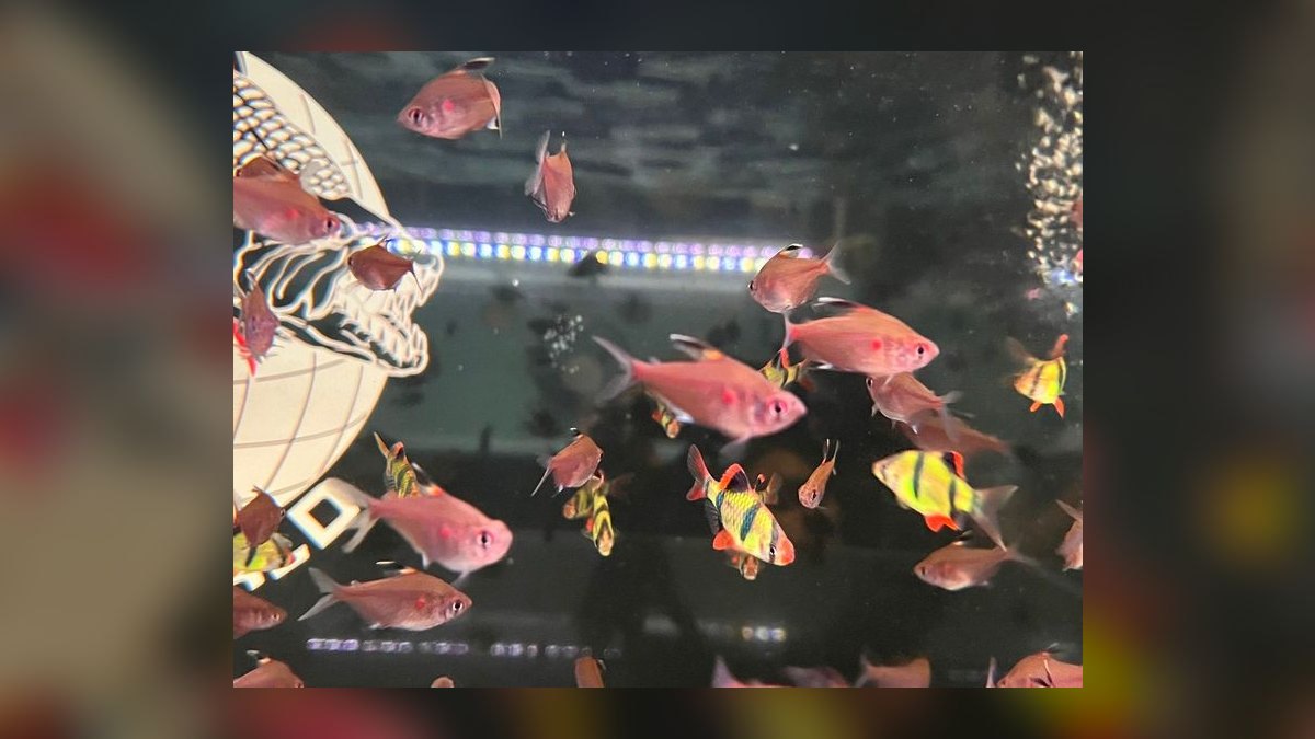 Top 10 Bleeding Heart Tetra Types 2027 — figure 9
