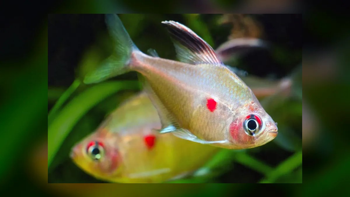 Top 10 Bleeding Heart Tetra Types 2027