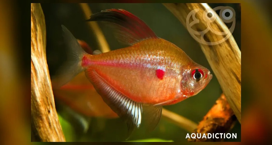 Top 10 Bleeding Heart Tetra Types 2027