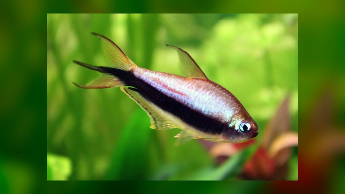 Top 10 Emperor Tetra Centerpiece Fish 2027 — figure 1