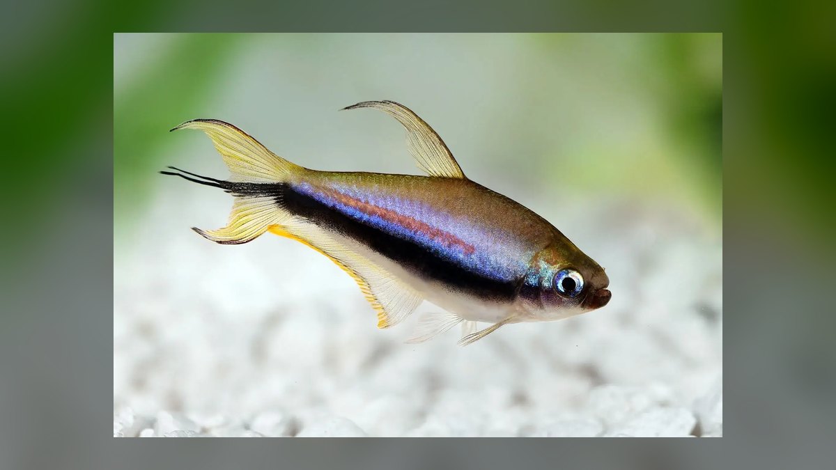 Top 10 Emperor Tetra Centerpiece Fish 2027 — figure 2
