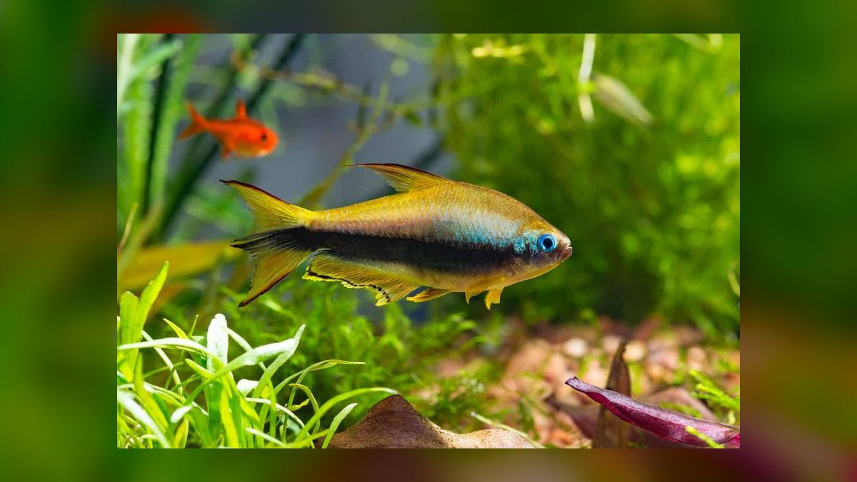 Top 10 Emperor Tetra Centerpiece Fish 2027