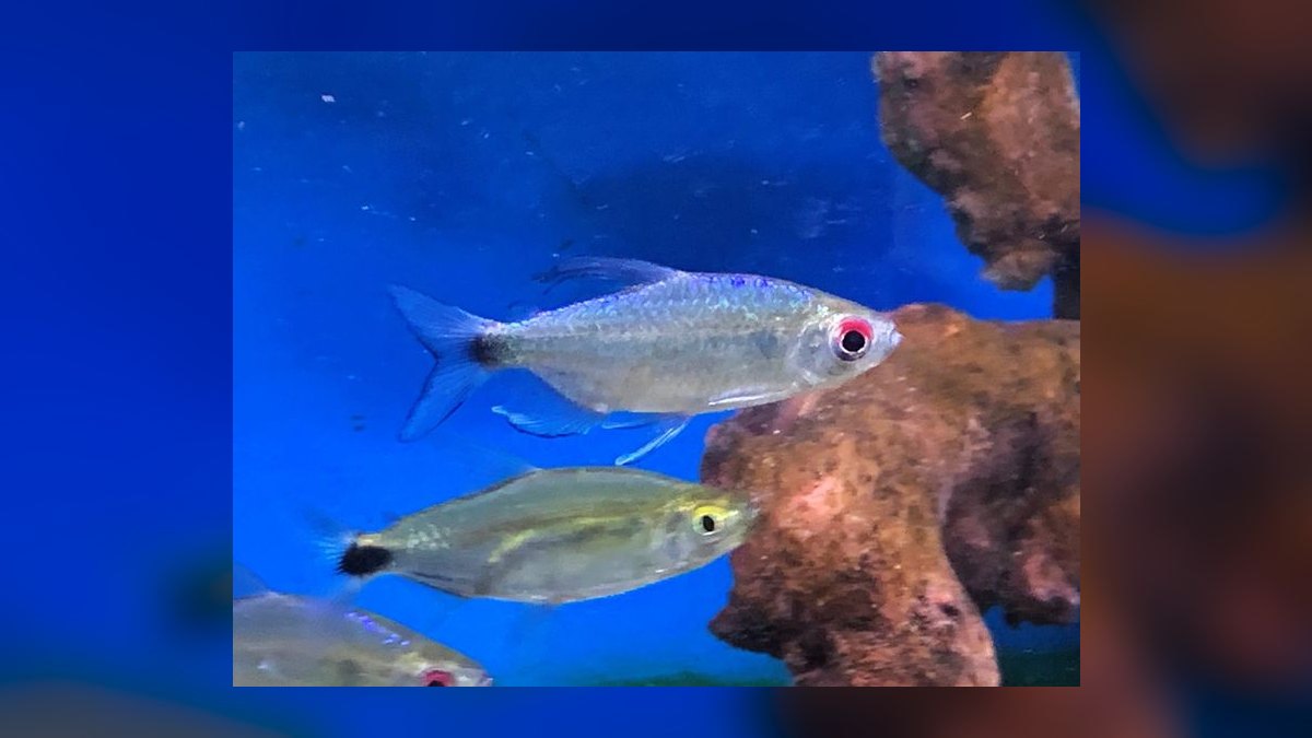 Top 10 Diamond Tetra Color Strains 2027 — figure 1