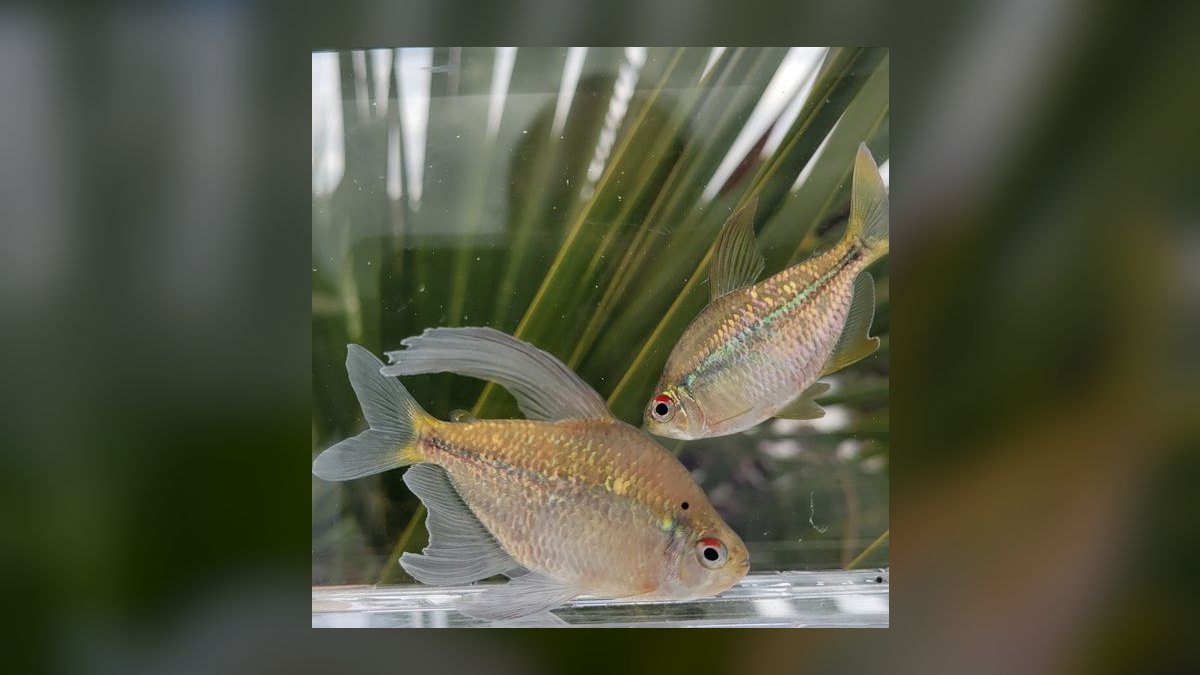 Top 10 Diamond Tetra Color Strains 2027 — figure 10
