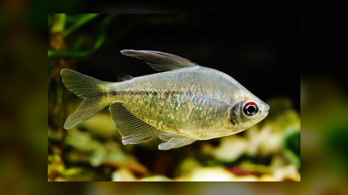 Top 10 Diamond Tetra Color Strains 2027 — figure 2