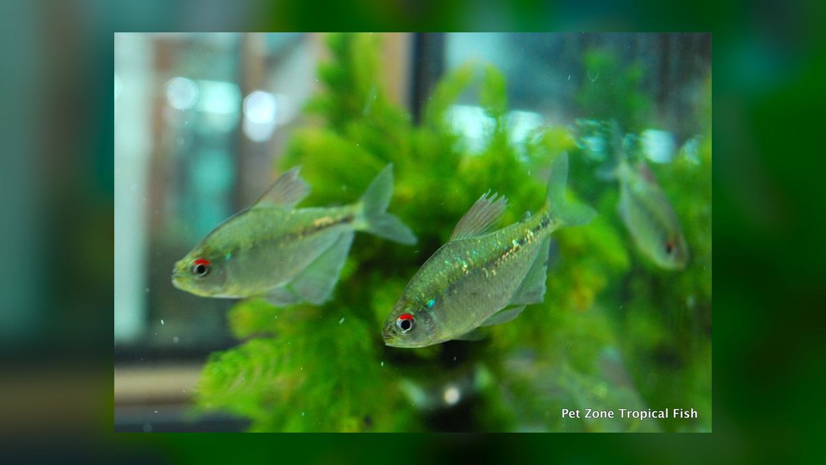 Top 10 Diamond Tetra Color Strains 2027 — figure 3