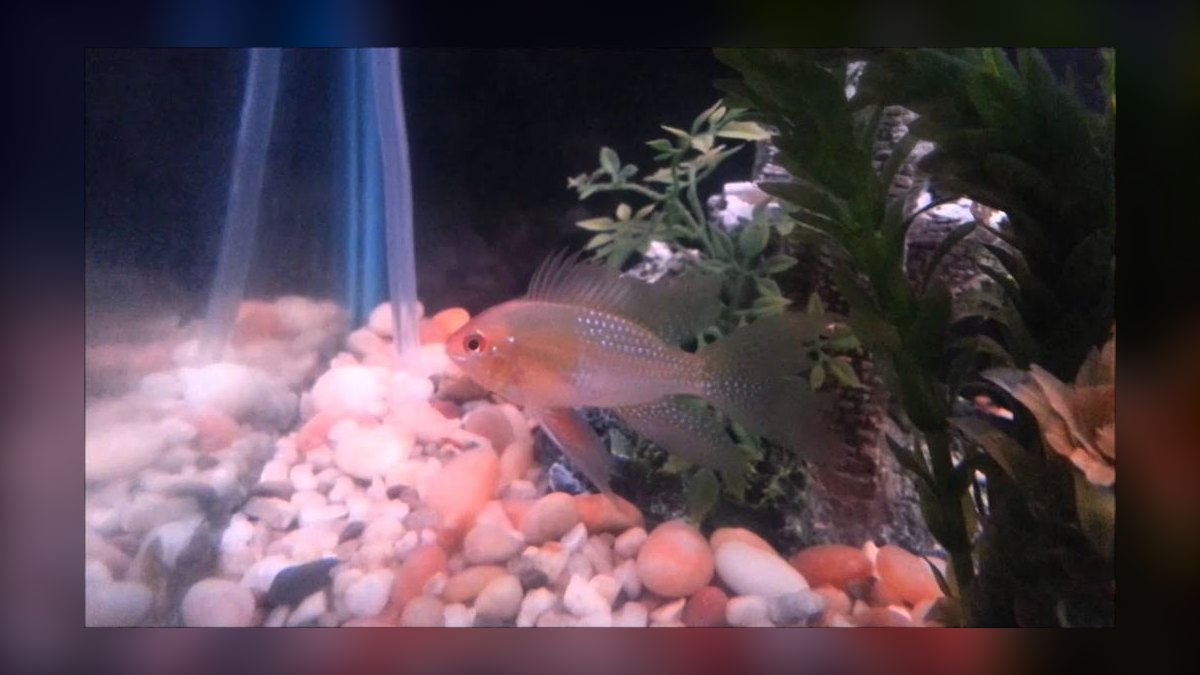 Top 10 Diamond Tetra Color Strains 2027 — figure 4