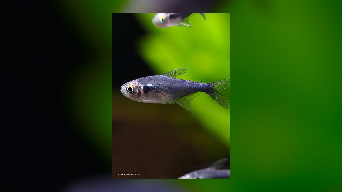 Top 10 Diamond Tetra Color Strains 2027 — figure 6