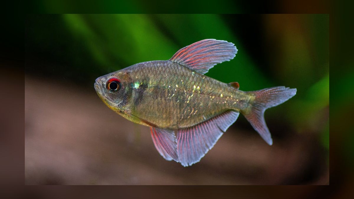 Top 10 Diamond Tetra Color Strains 2027 — figure 7