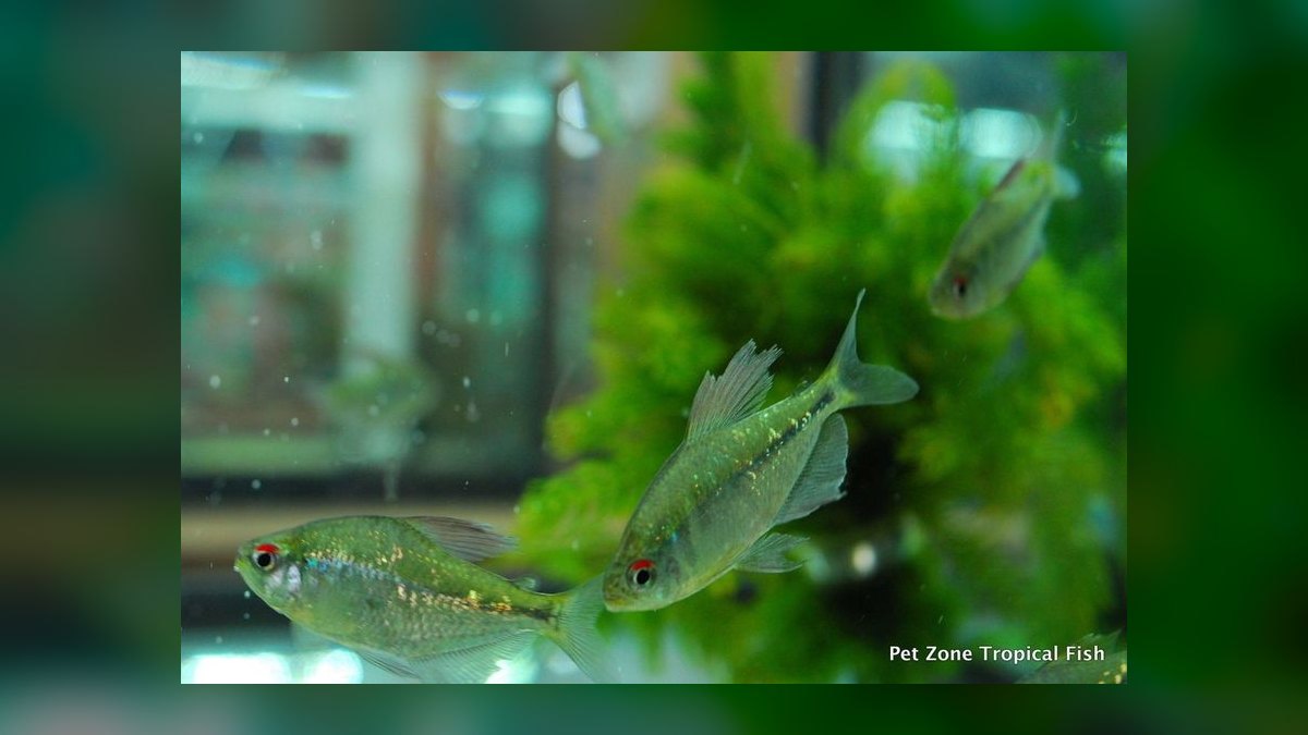 Top 10 Diamond Tetra Color Strains 2027 — figure 8