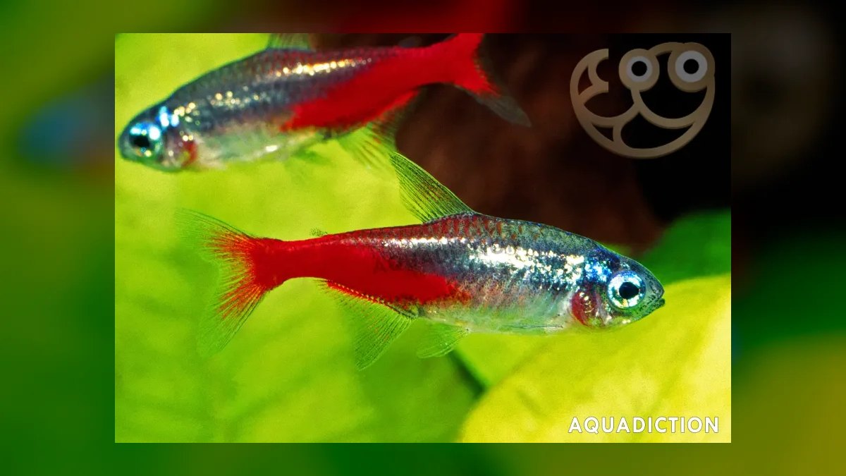 Top 10 Diamond Tetra Color Strains 2027