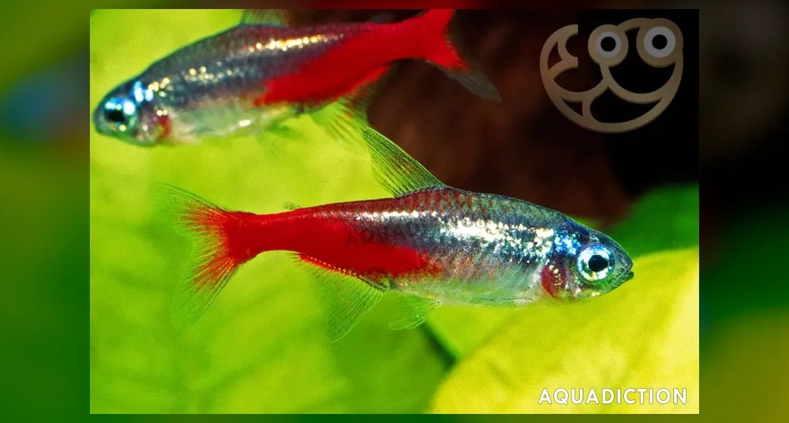 Top 10 Diamond Tetra Color Strains 2027