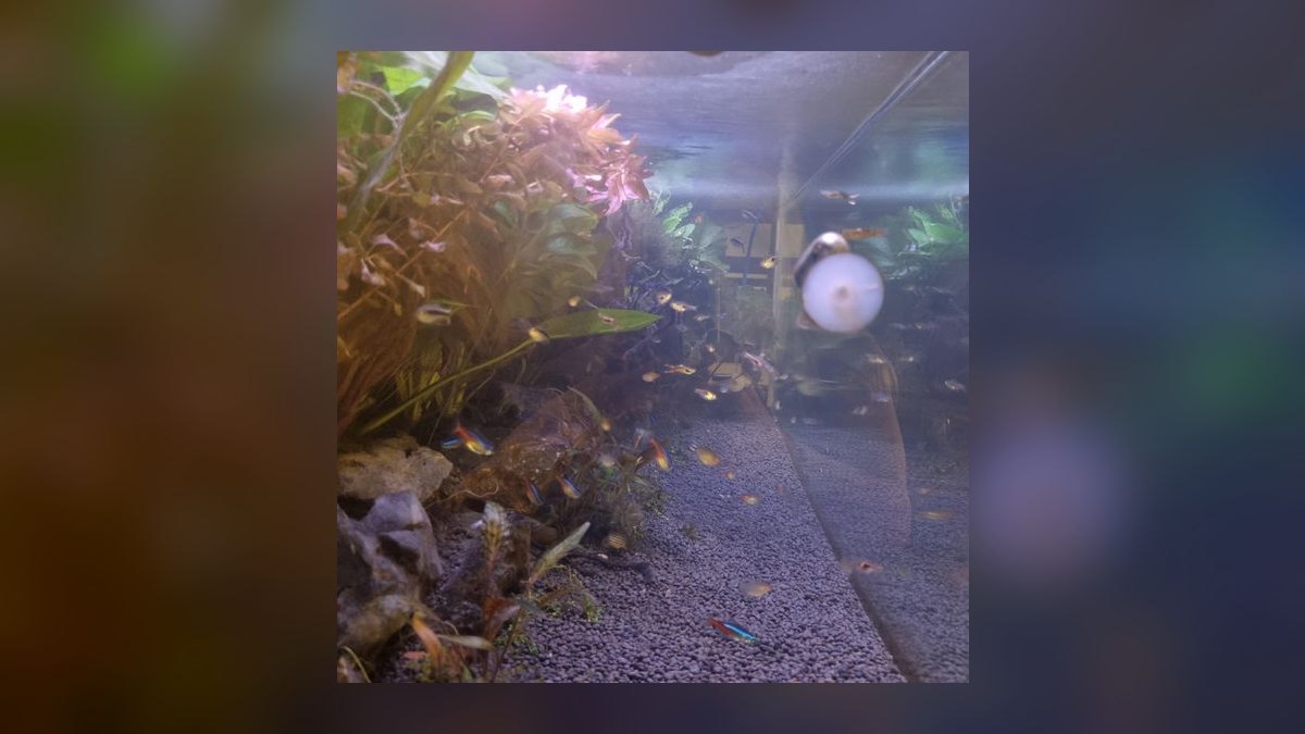 Top 10 Serpae Tetra Tank Ideas 2027 — figure 4