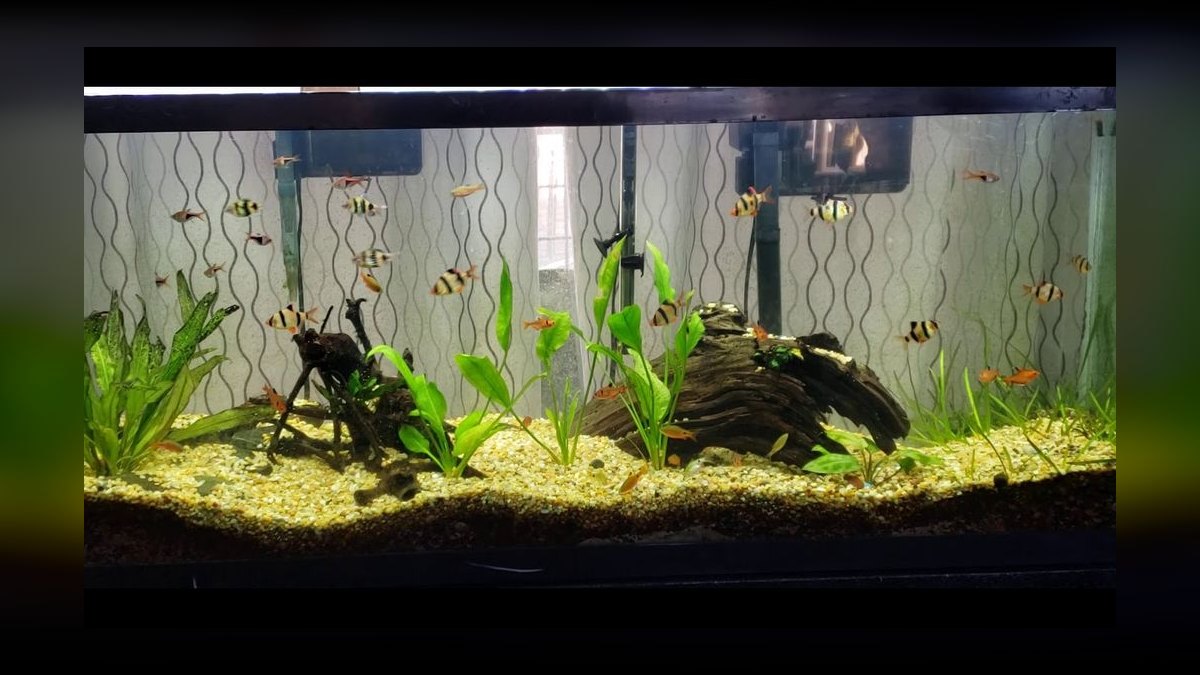 Top 10 Serpae Tetra Tank Ideas 2027 — figure 8