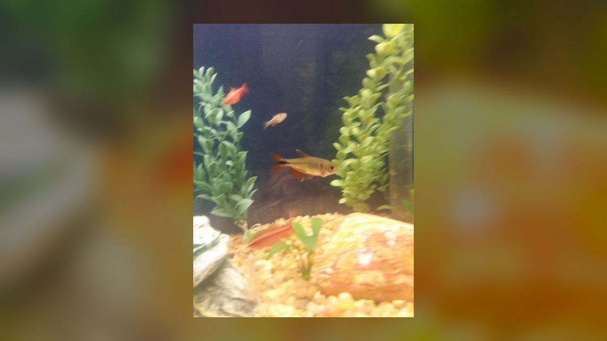 Top 10 Buenos Aires Tetra Hardy Fish 2027 — figure 1